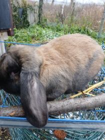 Młode barany francuskie