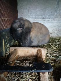 Młode barany francuskie