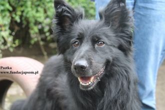 Psotka – młoda, energiczna i wierna jak owczarek!