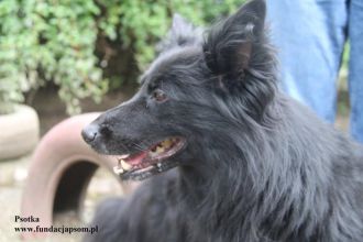 Psotka – młoda, energiczna i wierna jak owczarek!