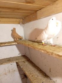 Witam sprzedam garłacze biale i wywrotki