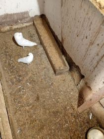 Witam sprzedam garłacze biale i wywrotki