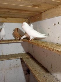 Witam sprzedam garłacze biale i wywrotki