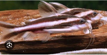 Rybki akwariowe różne