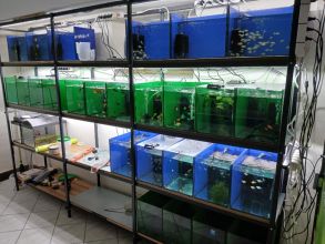 Rybki akwariowe różne