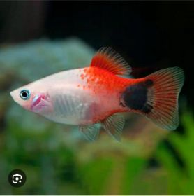Rybki akwariowe różne