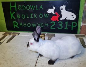 Kalifornijski czarny