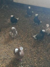 Sprzedam gołębie ozdobne