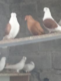 Sprzedam gołębie ozdobne