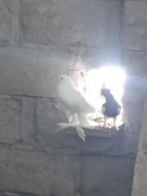 Sprzedam gołębie ozdobne