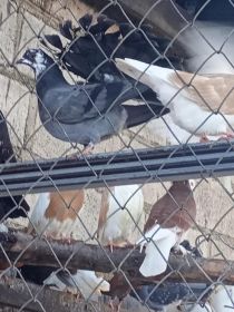 Sprzedam gołębie ozdobne