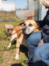 Kruszynka – dzielna, kochana sunia szuka swojego domu!