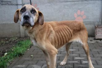 Kruszynka – dzielna, kochana sunia szuka swojego domu!