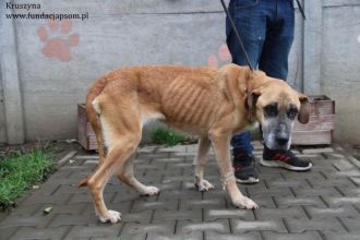 Kruszynka – dzielna, kochana sunia szuka swojego domu!