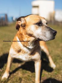Kruszynka – dzielna, kochana sunia szuka swojego domu!