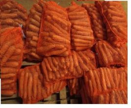 Marchew jadalna oraz dla zwierząt