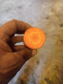 Marchew jadalna oraz dla zwierząt