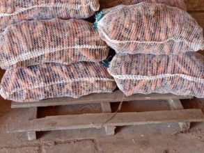 Marchew jadalna oraz dla zwierząt