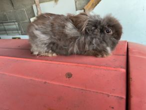 Sprzedam samicę miniaturkę