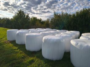 Sianokiszonka 130cm (drugi pokos) (2025)