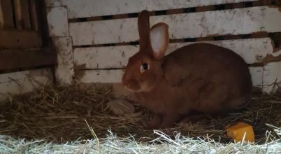 Nowozelandzki czerwony