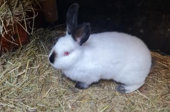 Kalifornijski czarny