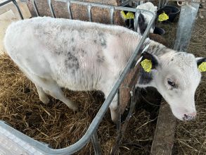 Sprzedam byczka BBB 140kg