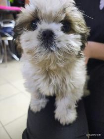 Suczka shih tzu