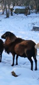 Sprzedam lub zamienie barana rasy barbados