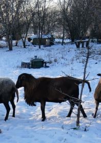 Sprzedam lub zamienie barana rasy barbados