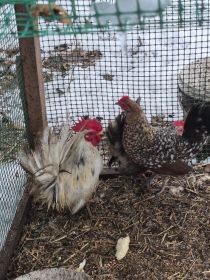 Sprzedam wszystko co na zdjęciach