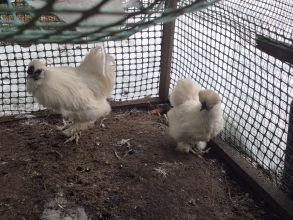 Sprzedam wszystko co na zdjęciach