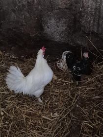 Sprzedam wszystko co na zdjęciach