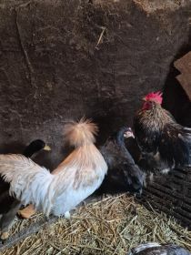 Sprzedam wszystko co na zdjęciach