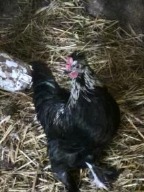 Sprzedam wszystko co na zdjęciach