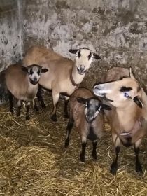 Sprzedam owce kameruńskie