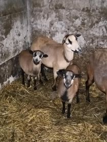 Sprzedam owce kameruńskie