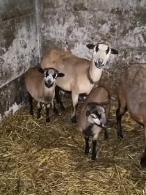 Sprzedam owce kameruńskie