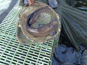 żywe ryby; karp, jesiotr, szczupak, amur, pstrąg.