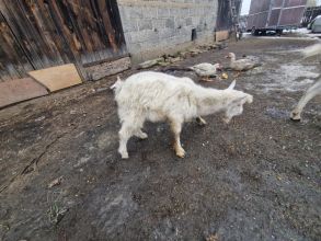 Koziołek miniaturka