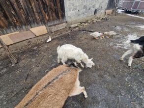 Koziołek miniaturka