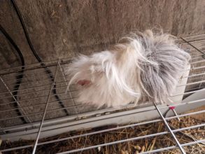 Świnki morskie samczyki