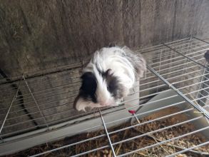 Świnki morskie samczyki