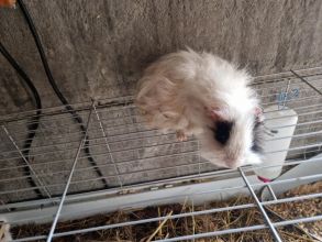 Świnki morskie samczyki