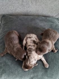 Szpic miniaturowy szczeniaki