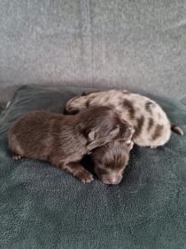 Szpic miniaturowy szczeniaki