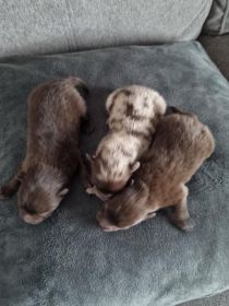 Szpic miniaturowy szczeniaki