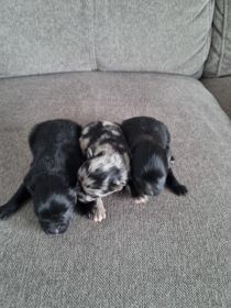 Szpic miniaturowy szczeniaki