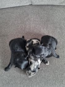 Szpic miniaturowy szczeniaki