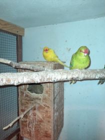 Papugi modrolotki nimfy